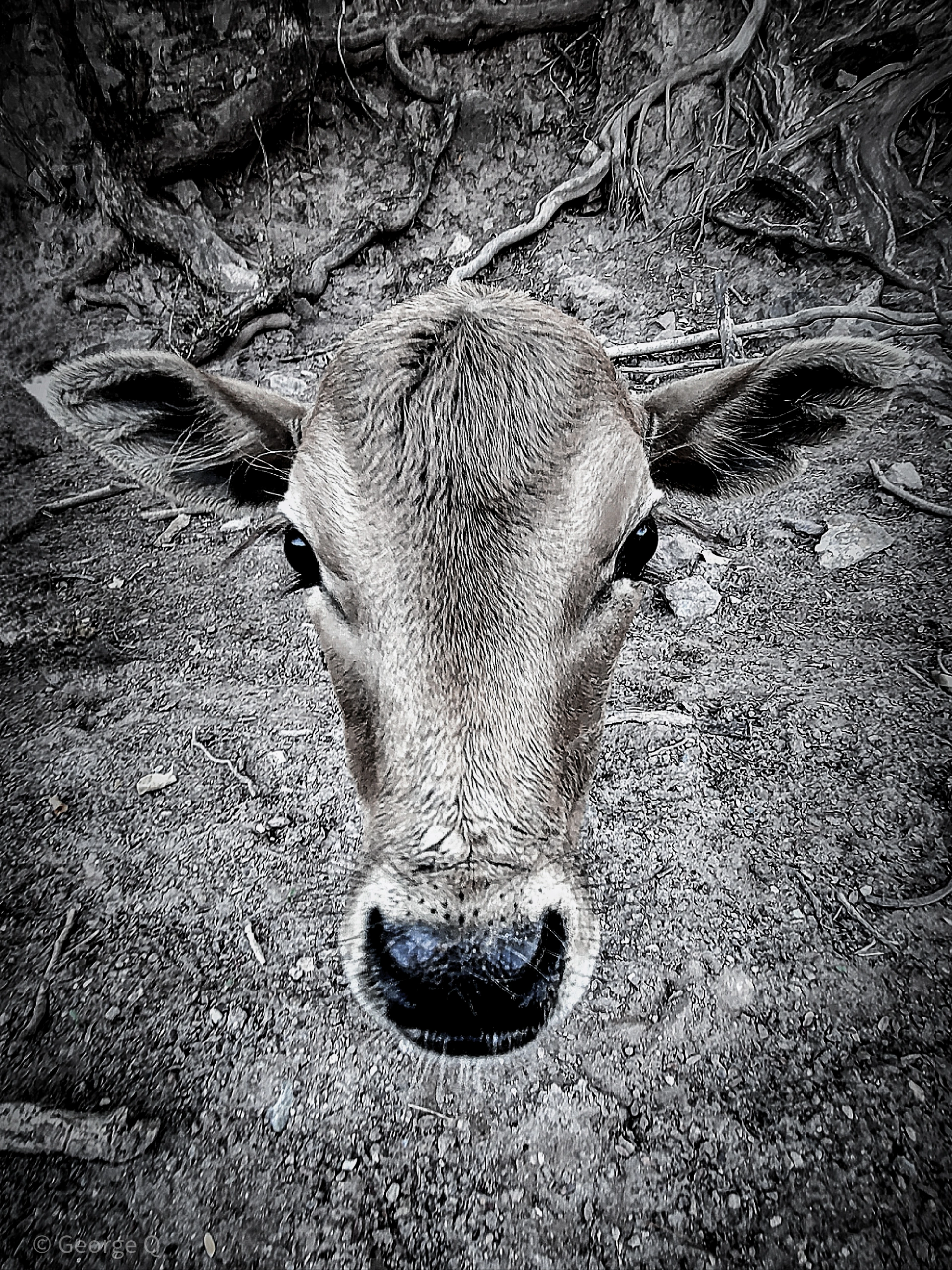 深度剖析:八仙过海-各显种通猜本期动物