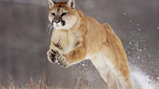 行家点评:君不用问知其数，欲钱大方的动物最佳答案