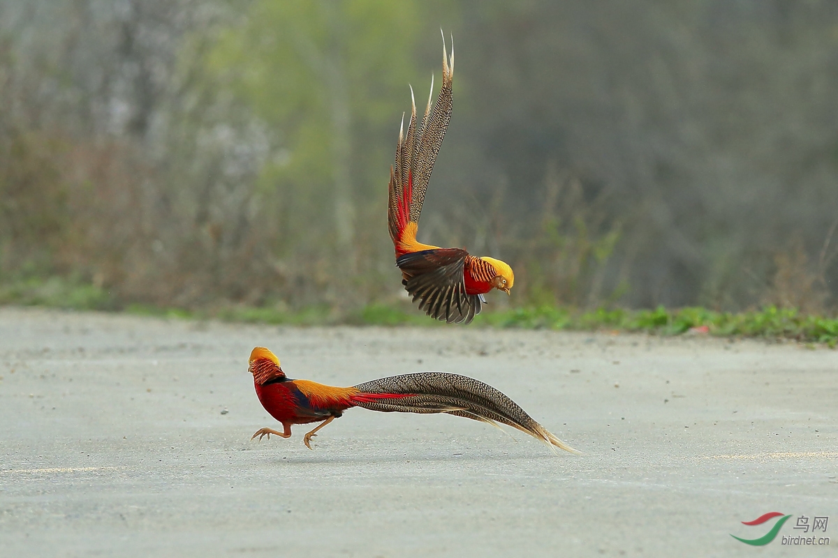 专家解析:龙飞凤舞打一动物