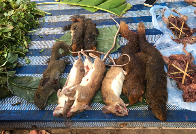 技术阐释:丢盔卸甲打一动物