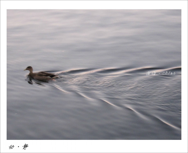 内幕披露:君不用问知基数，只观浮云风雨目猜动物