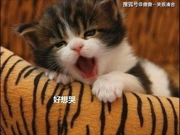 深度报道:八仙过海-各显种通是打什么最佳精准生肖