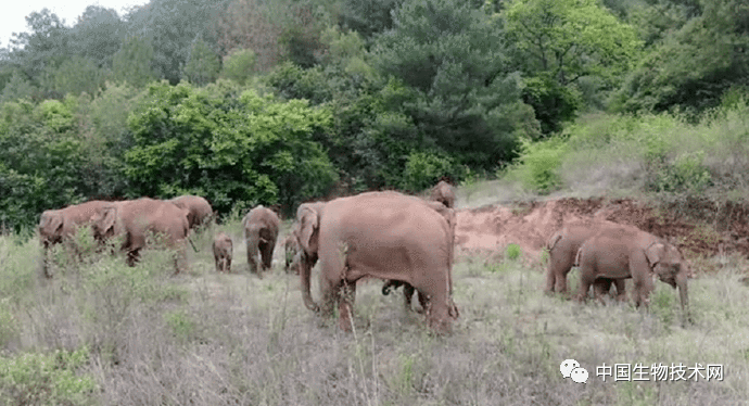 圈内揭秘:黄钟瓦釜正确答案动物
