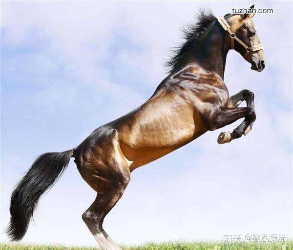 独家稿件:马到成功指代表是什么生肖