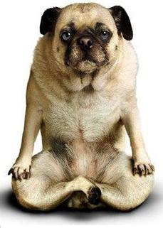 首发资讯:人模狗样是打什么最佳精准生肖