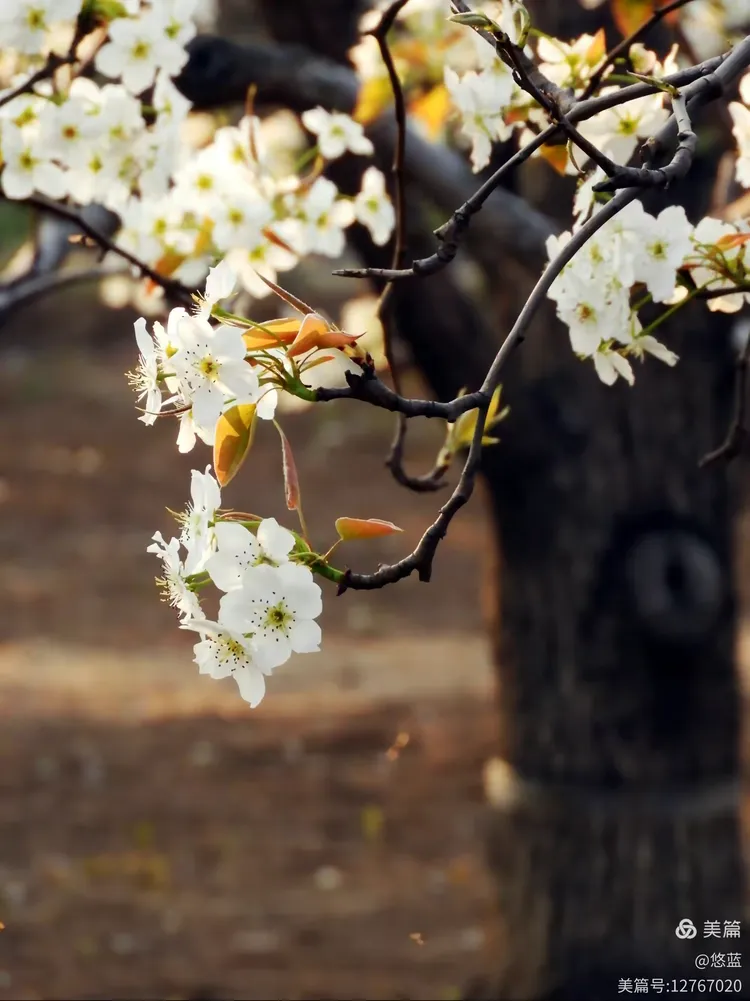 独家视点:梨花落后二清明，三五少年容易老猜一生肖